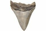 Serrated, 2.92" Juvenile Megalodon Tooth - South Carolina - #203164-1
